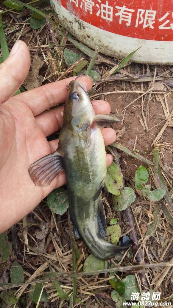 盛鴿有魚er在線播放,在線播放帶你領略獨特魅力